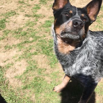 backyard hangout 329084230984230984