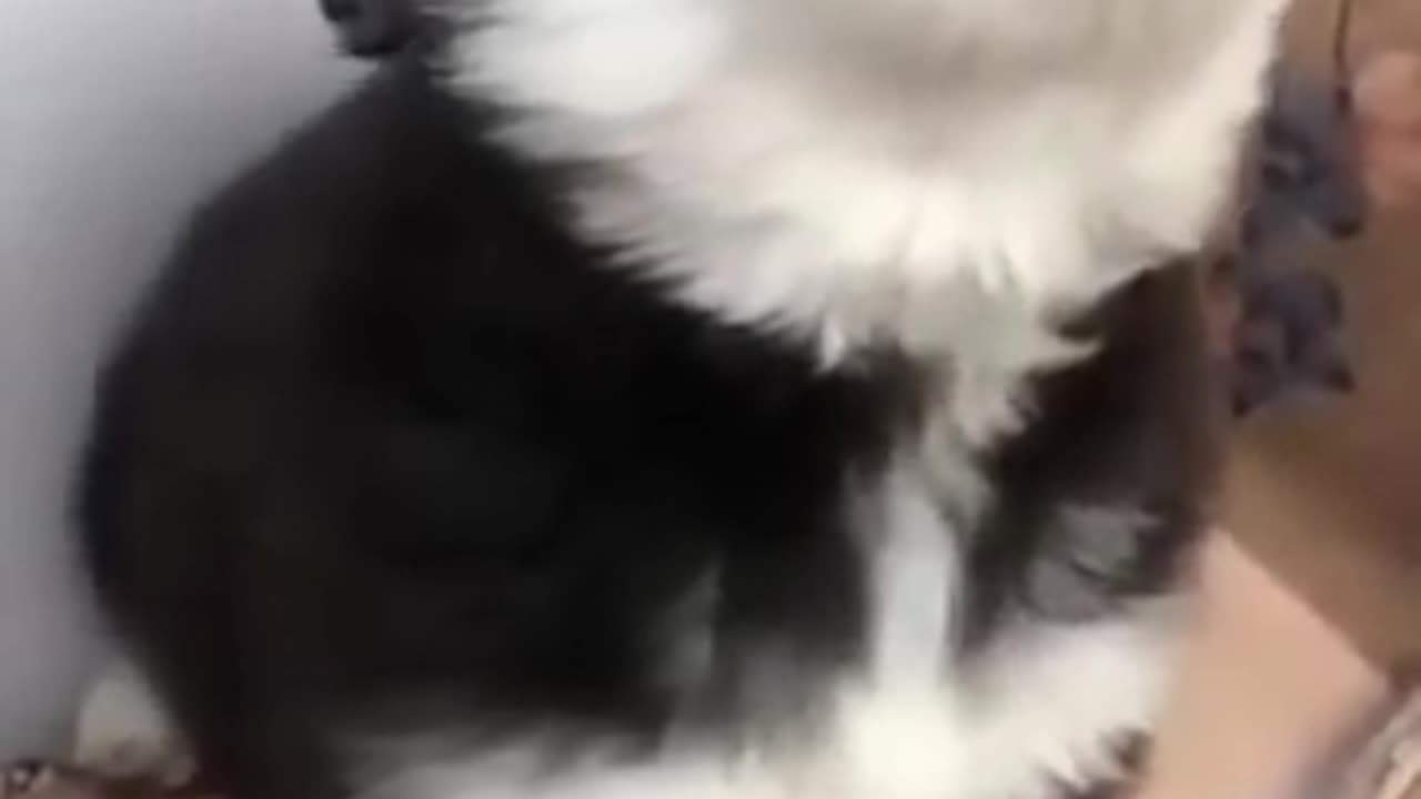 Cute baby husky