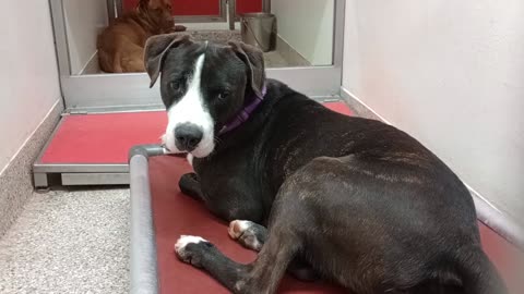 Harley 3y A872192 Coco 2y A861395 kennel 167 PACC shelter_20250924_155832092