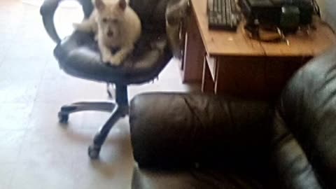 dog