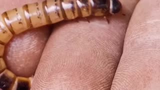 🪱🧠 Horsehair Worms – The Brain Hijacking Parasites! 💧🐛