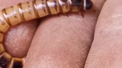 🪱🧠 Horsehair Worms – The Brain Hijacking Parasites! 💧🐛