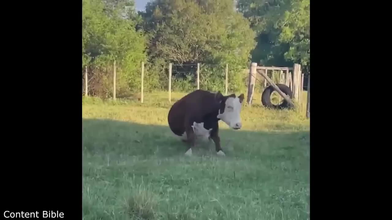 Funniest Animal Videos Ever