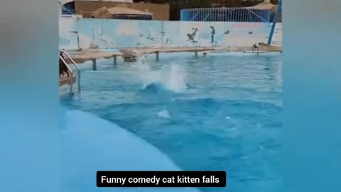 new funny animals videos - funniest cats and dogs 2025 part 21
