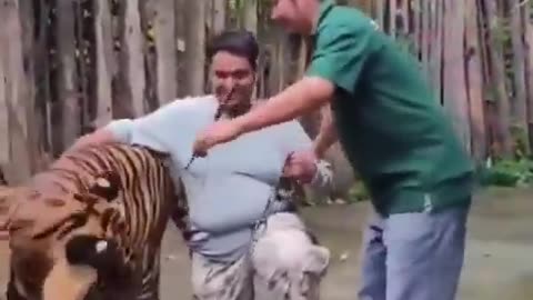 Tiger attacks Indian