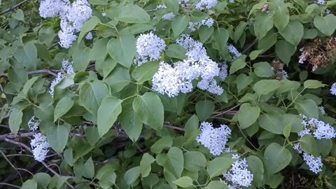 Lilacs