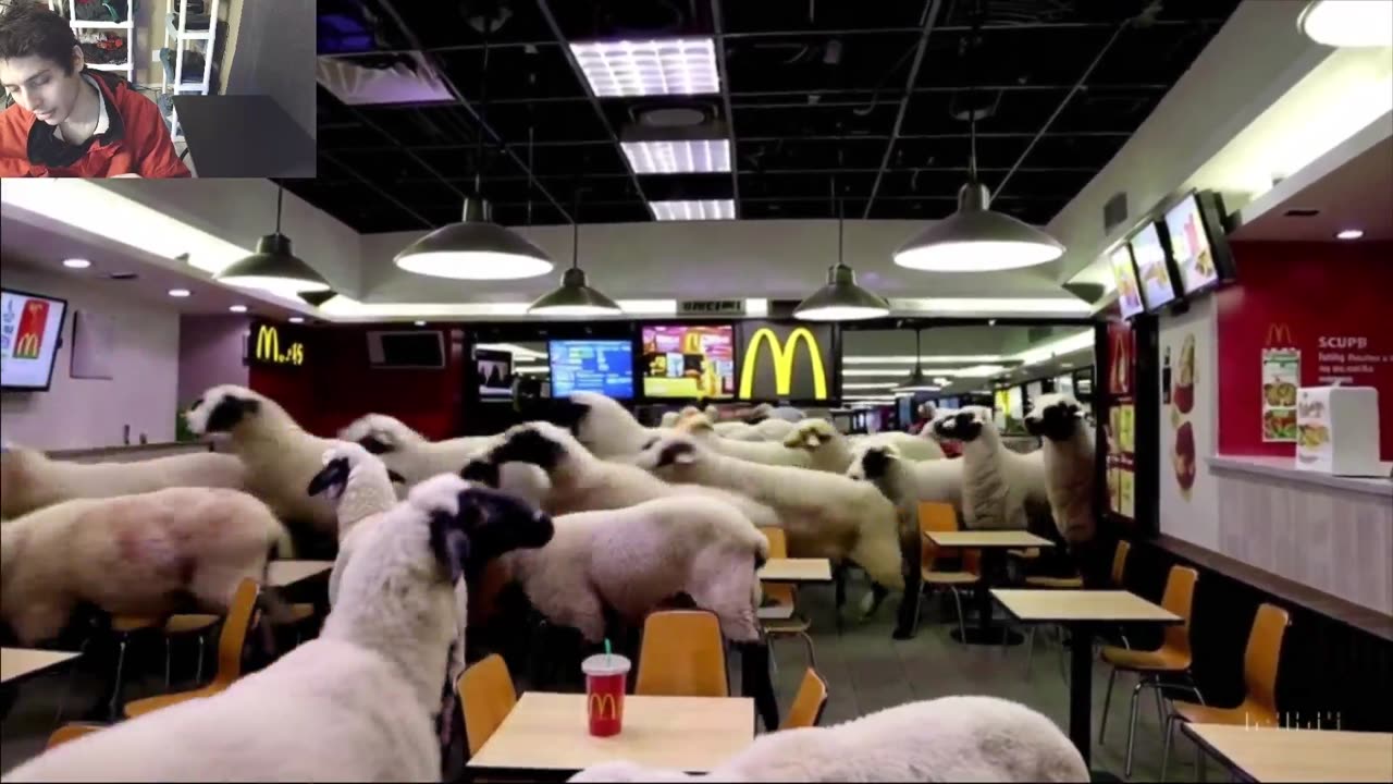 Outtake #1,034 Of Over 15 Sheep Roam Around A McDonald's Restaurant Fake Funny Parody Video