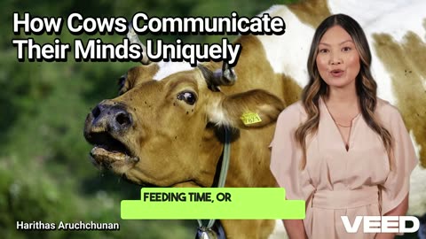 Cows Speak: Understanding Their Unique Moo
