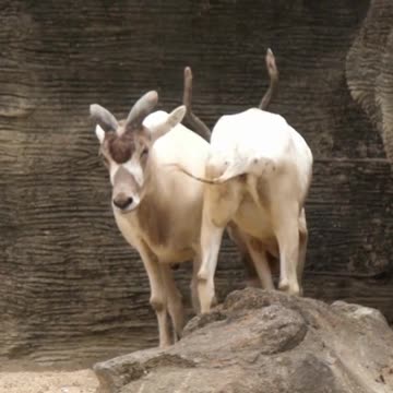 Anant Ambani’s Foundation rural Addax, giving rarest antelopes a second chance at life. #Vantara