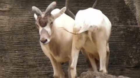 Anant Ambani’s Foundation rural Addax, giving rarest antelopes a second chance at life. #Vantara