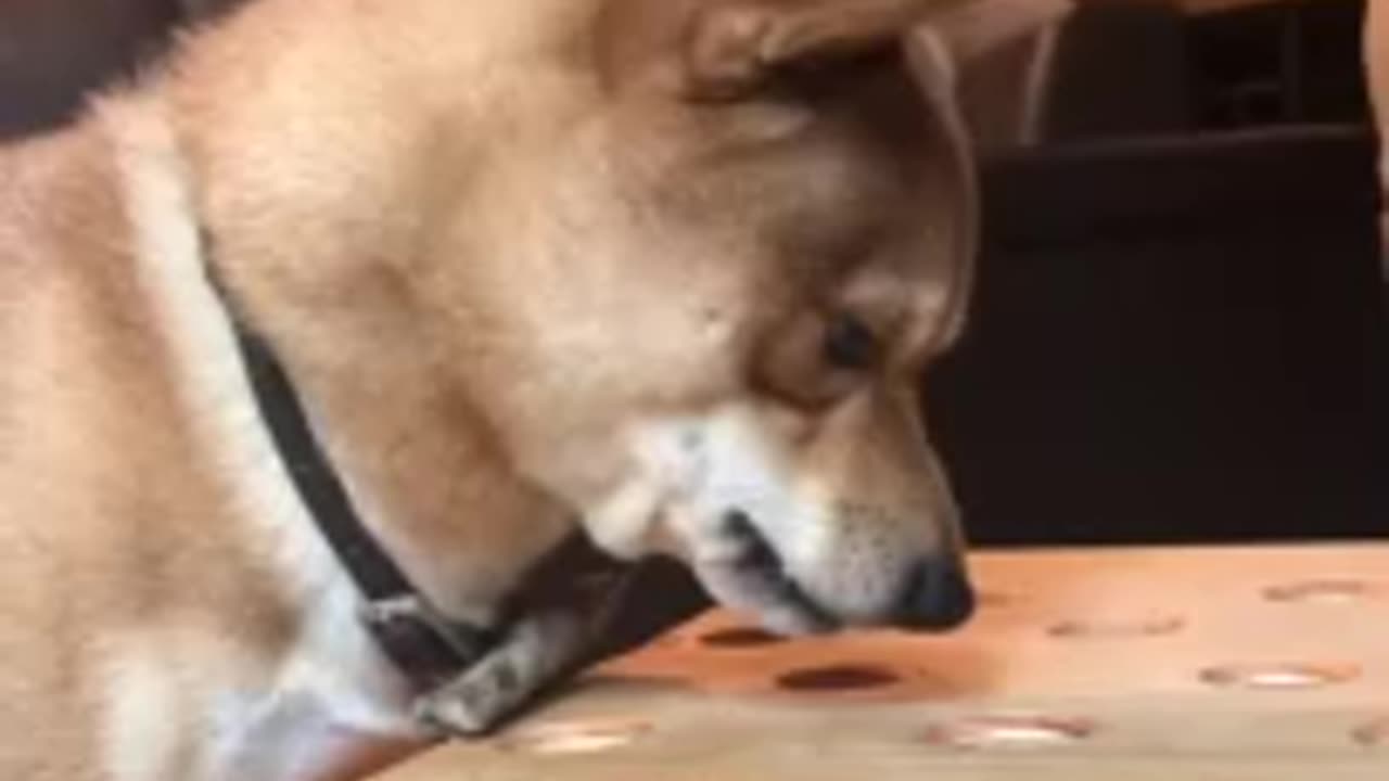 😍😍😘🔥 😍💦 FUNNY Animals and pet's💕😘 😘🔥 💕😘 😍💦 💦