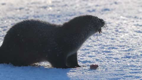Eurasian otter (Lutra lutra) and snow, Eurasian Otter in Natures
