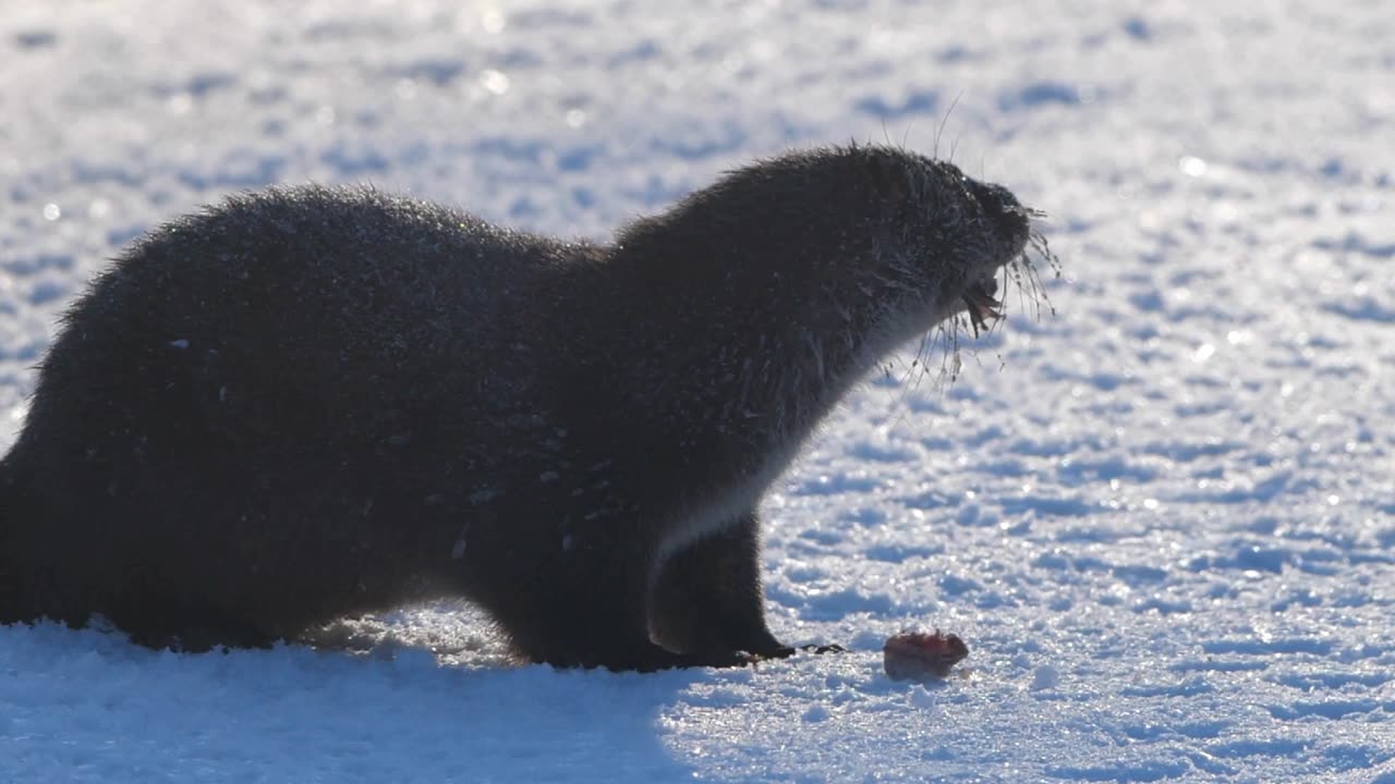 Eurasian otter (Lutra lutra) and snow, Eurasian Otter in Natures