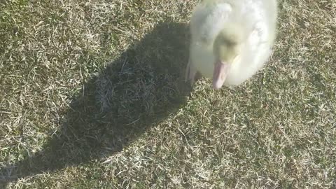 A simple spring-time stroll with baby Lemongrab. #SparklegleamFarm #Lemongrab #homestead #geese