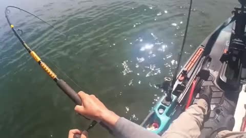 Hooking up WRONG fish