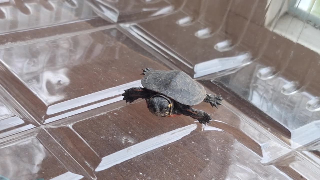 Rescued a baby painted turtle who was soooo adorable!