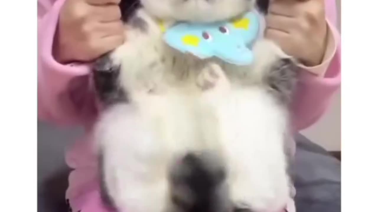 #cats we need more of this trend 😂
