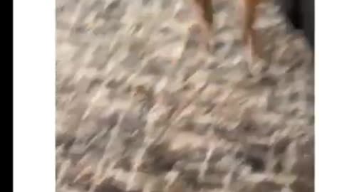 Goofy Animals Part 9 May 2025