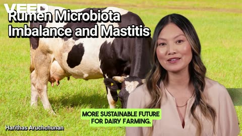 Unlocking Dairy Health:Rumen and Mastitis Connection