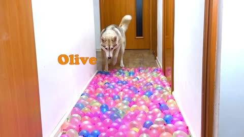 Dog New challenge video in 2025 🐶|