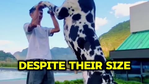 Top Dog Breeds Every Pet Lover Should Know! (Part 7) 🐶