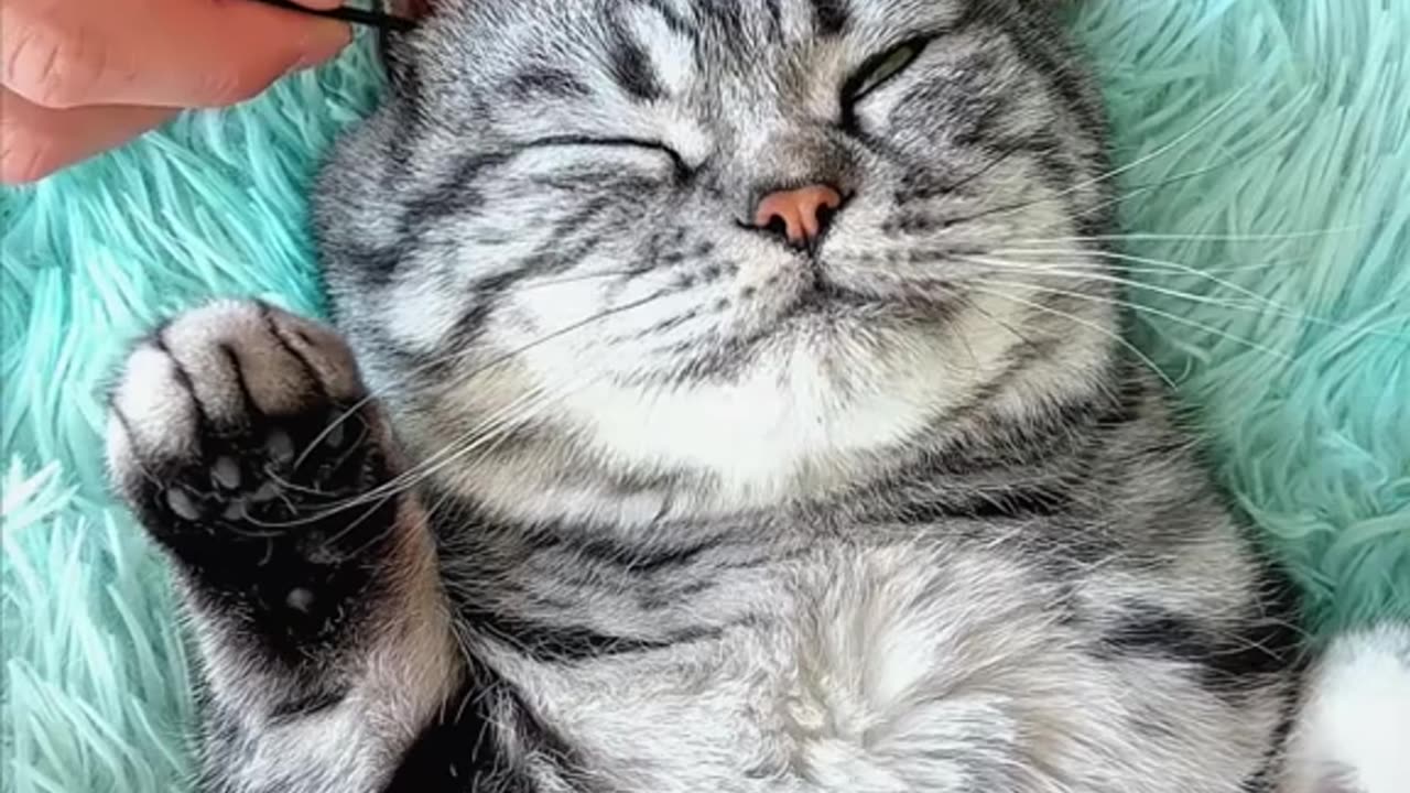 Grooming My Long-Haired Cat | Full Routine