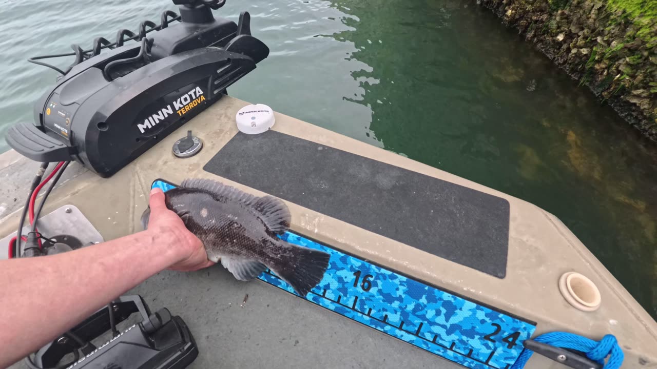 Cape Charles Tog fishing and exploration