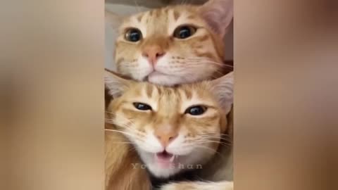 The Most dramatic cats moments ever! 😂🤣 Funny Cat Videos 2025