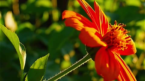 Mesmerizing Flower Bloom Timelapse | Nature's Beauty Unfolded .