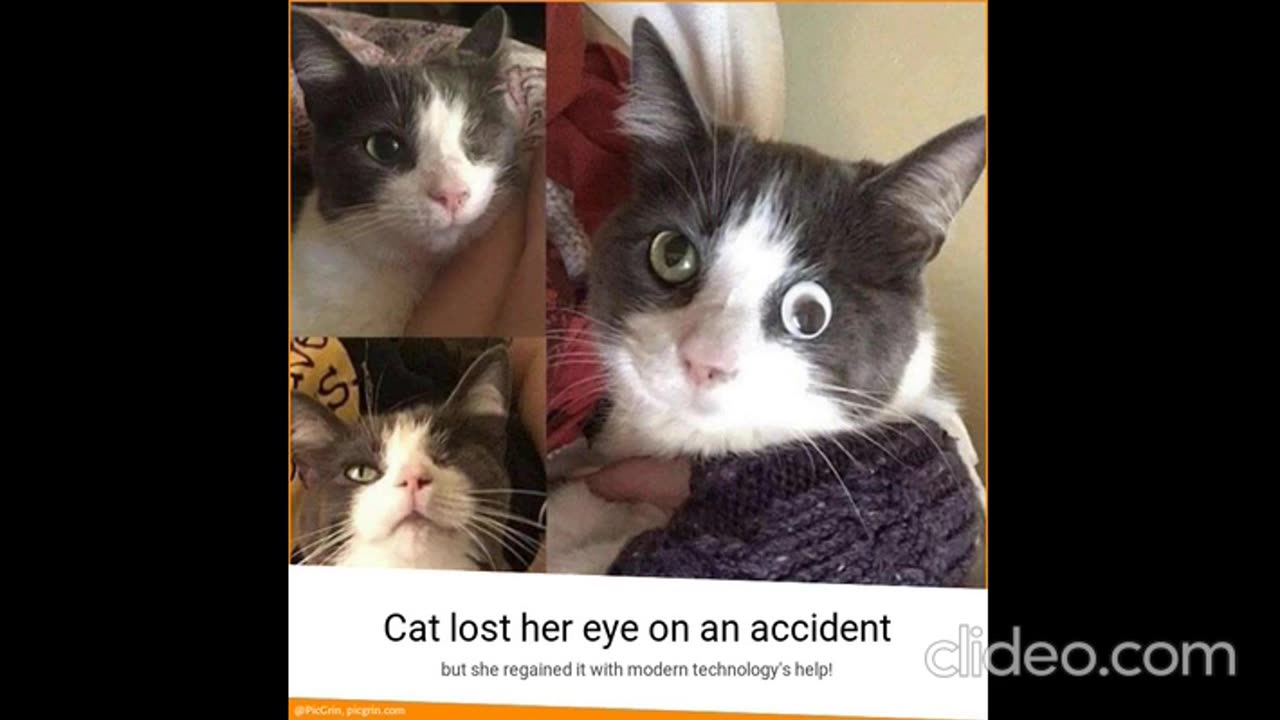 2gatos_MW90Mkgw.mp4