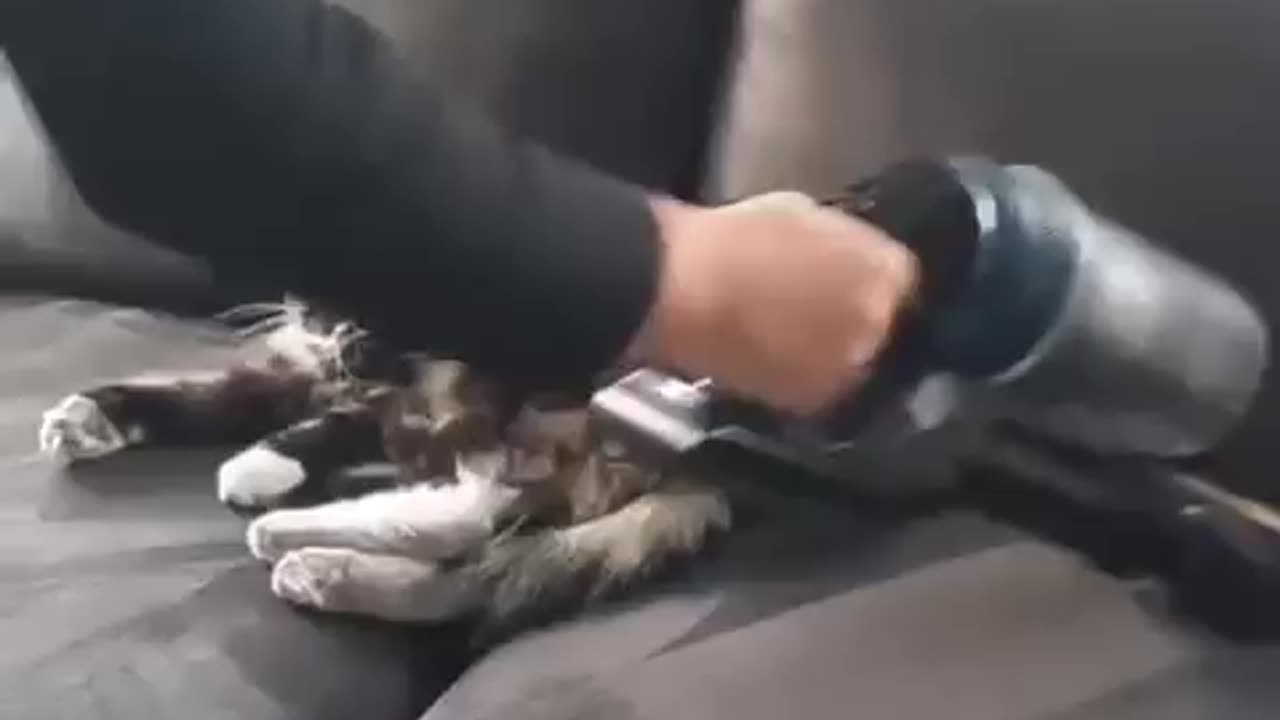 Very cooperative pet 🤣