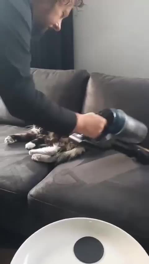 Very cooperative pet 🤣