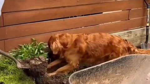 🐶❤️ Dog Helping in the Cutest Way!#CuteDog 🐶💕 #HelpingPaws 🐾❤️ #DogLove 🥰🐕 #AdorablePets 🌸🐾