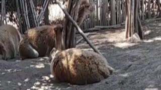 vicuña