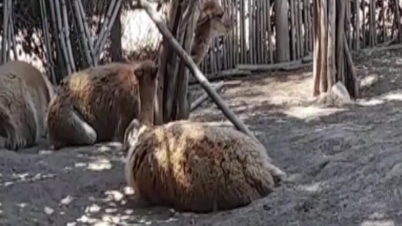 vicuña