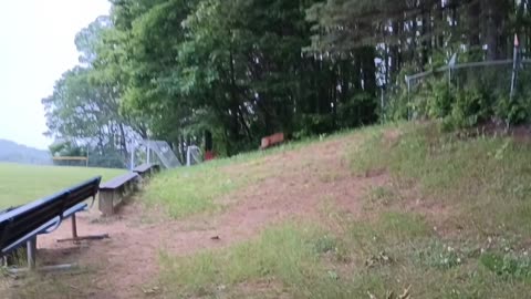 White-tailed deer