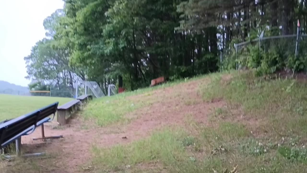 White-tailed deer