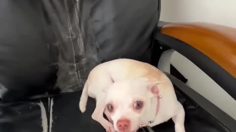 Funny Animal Videos