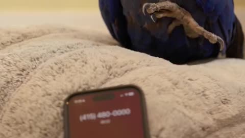 an AI realized it’s talking to a parrot just called it 🤯