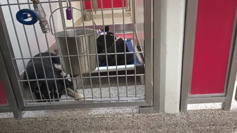 Germmie 3y A836493 'Milkshake'9y A873680 kennel 145 PACC shelter20250620_595