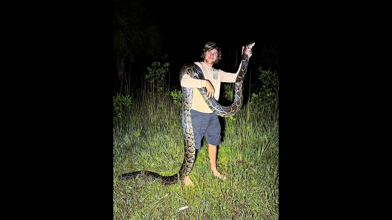 Yoinking Burmese pythons
