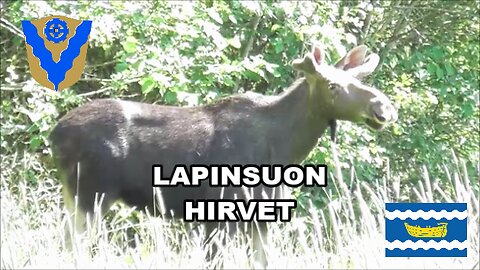 Lapinsuon hirvet 25