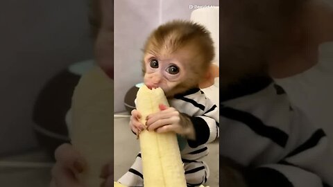 Baby monkey smiles are tiny bursts of pure happiness. 🥰🐒