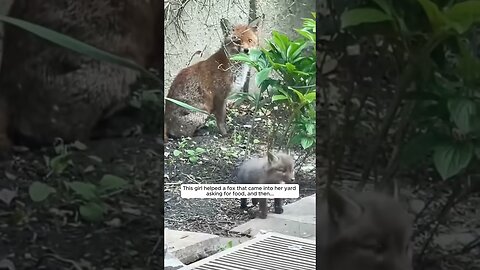 The girl noticed a fox coming to her house every day and decided to make friends with her