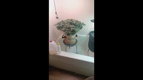 Mimosa Cake week 11 day 1