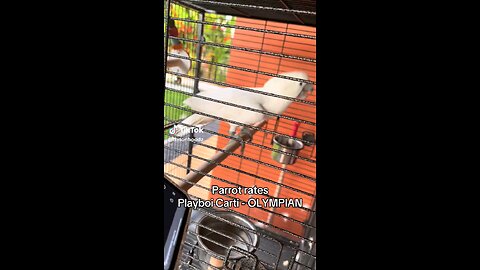 parrot rates playboi carti 😂