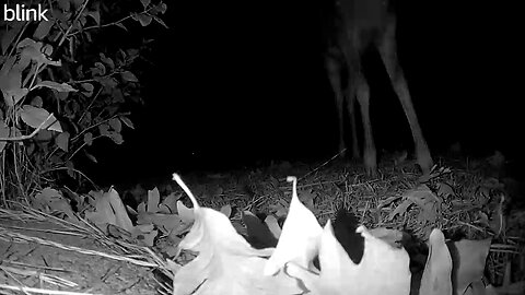 Curious Deer