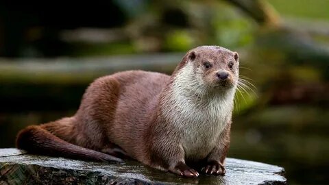 The Otter Who Tried Too Hard