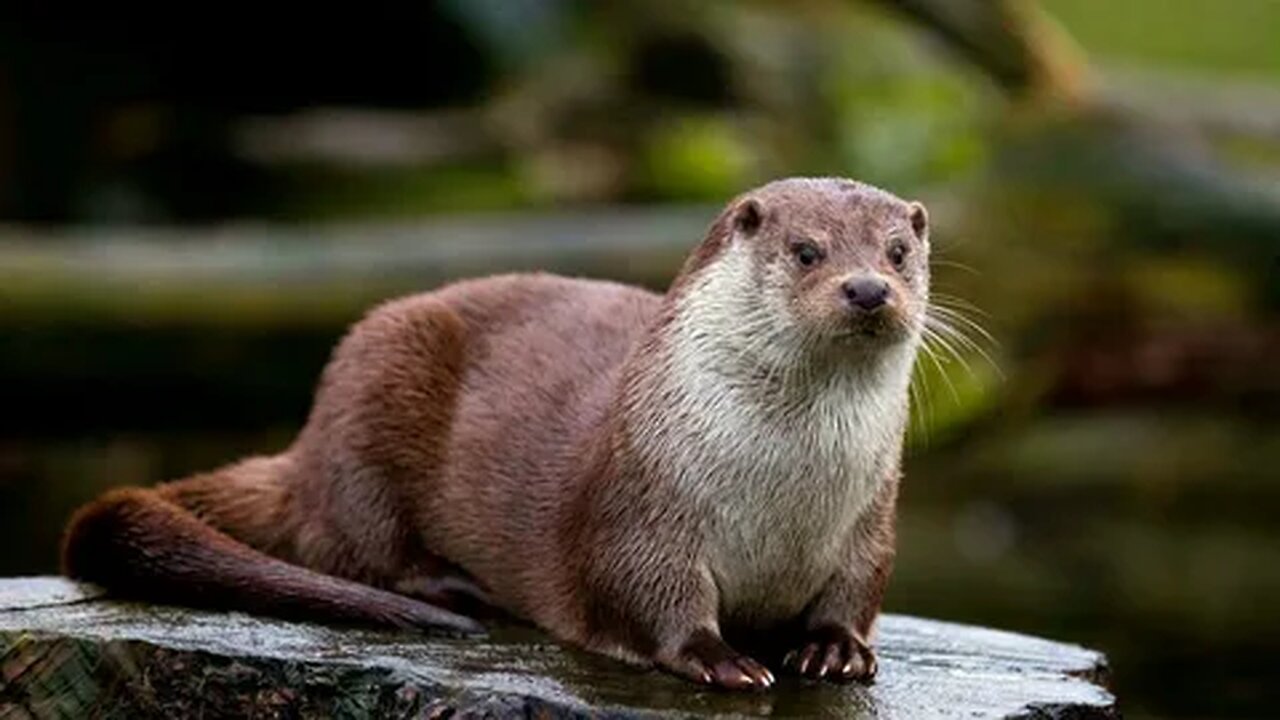 The Otter Who Tried Too Hard