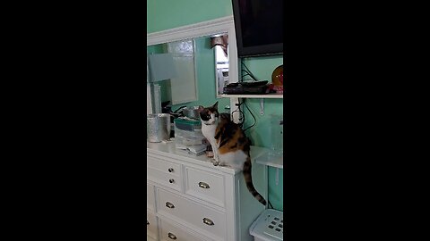 meowy cat